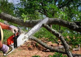 Professional Tree Services in Chappaqua, NY